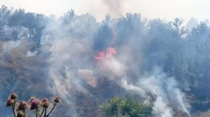 Ankara&rsquo;Da Orman Yangınında 10 D&ouml;n&uuml;ml&uuml;k Alan K&uuml;l Oldu