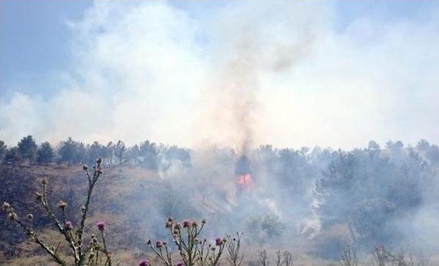 Ankara’Da Orman Yangınında 10 Dönümlük Alan Kül Oldu