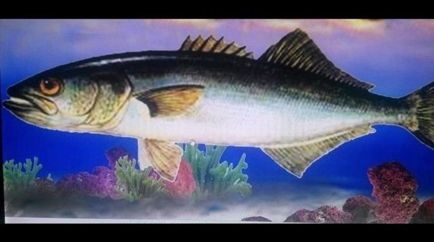 Balık Resimleri Limanın Duvarlarını S&uuml;sleyecek