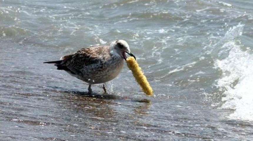 Martılar Mısır Ko&ccedil;anını Paylaşamadılar