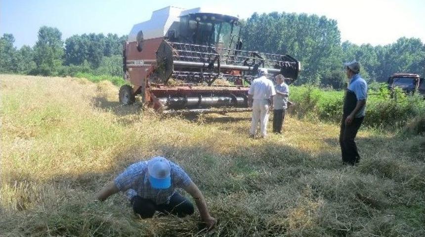 Buğday Hasadı Kontrolleri Yapılıyor