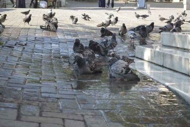 Güvercinler Böyle Serinledi