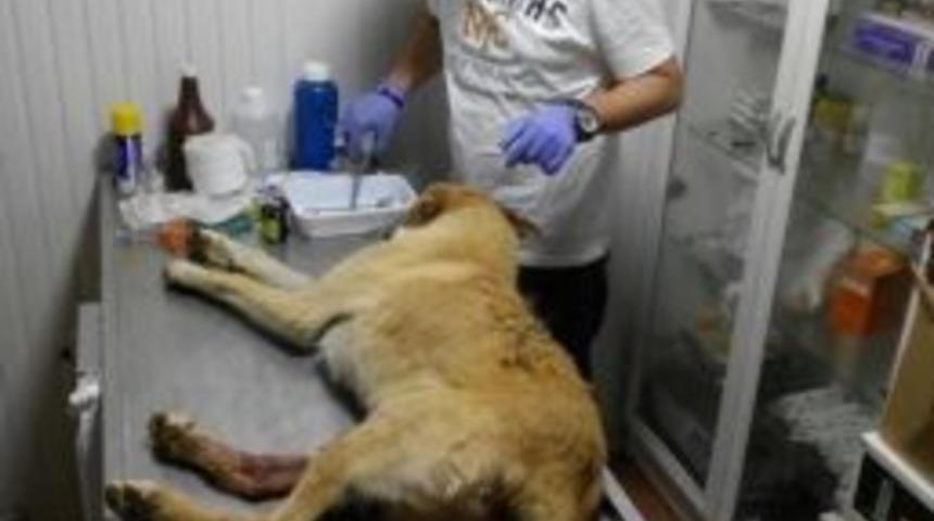 &Ccedil;arptığı K&ouml;pek İ&ccedil;in Veteriner &Ccedil;ağırdı