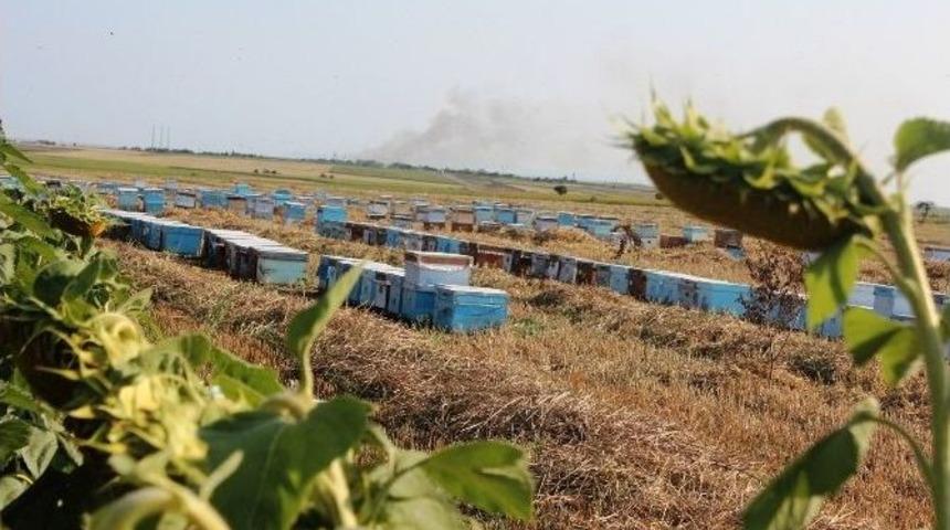 (&ouml;zel Haber) Bal İ&ccedil;in 6 Ay Evlerinden Uzakta Kalıyorlar