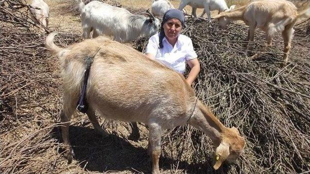 Sutyenli Keçiler Görenleri Şaşırtıyor