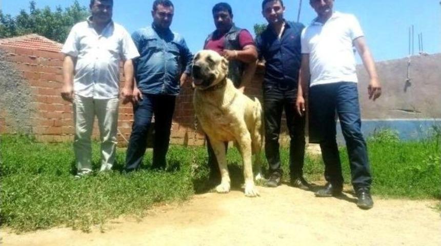 Sarıg&ouml;l&rsquo;de &rsquo;&ccedil;oban K&ouml;pekleri Irk G&uuml;zellik Yarışması&rsquo; D&uuml;zenleniyor