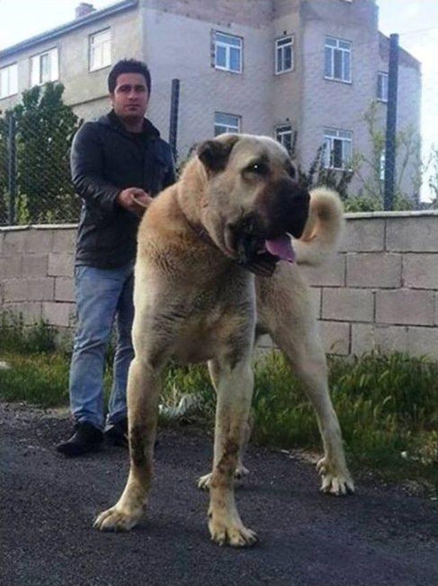 Sarıgöl’de ’çoban Köpekleri Irk Güzellik Yarışması’ Düzenleniyor