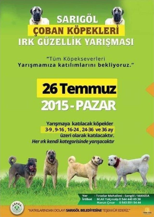 Sarıgöl’de ’çoban Köpekleri Irk Güzellik Yarışması’ Düzenleniyor