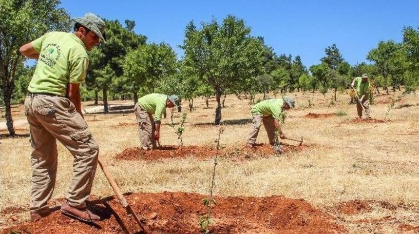 Şehitkamil Belediyesi&rsquo;nin &Ouml;rnek Projesi Meyve Verdi