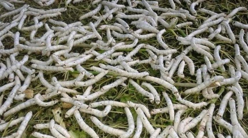 Yakakent&rsquo;te İpek B&ouml;ceği Yetiştiriciliği Başladı