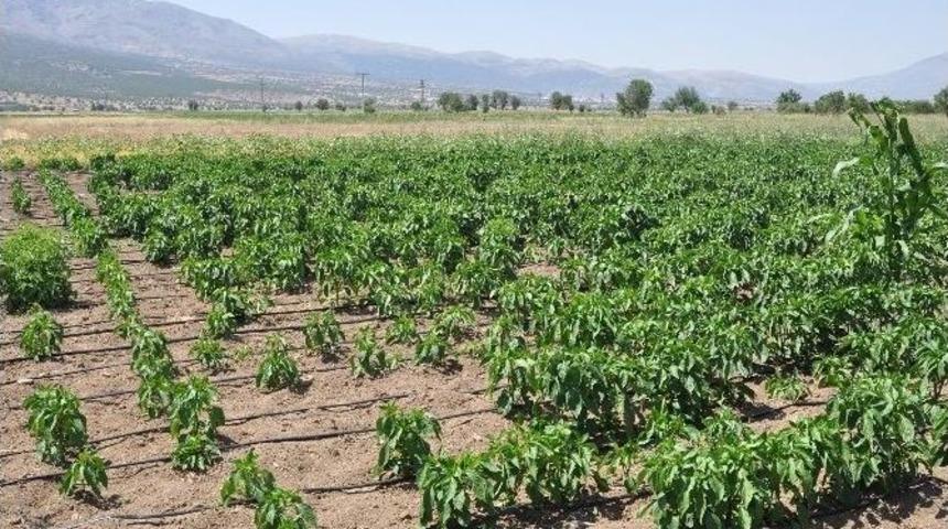 Denizli&rsquo;de Ekili Tarlalarda Fare İstilası