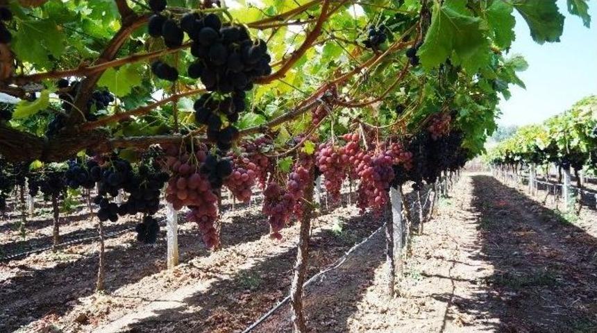 Sarıg&ouml;l&rsquo;de Erken &Uuml;z&uuml;m Hasadı, &Uuml;reticiyi Sevindirdi