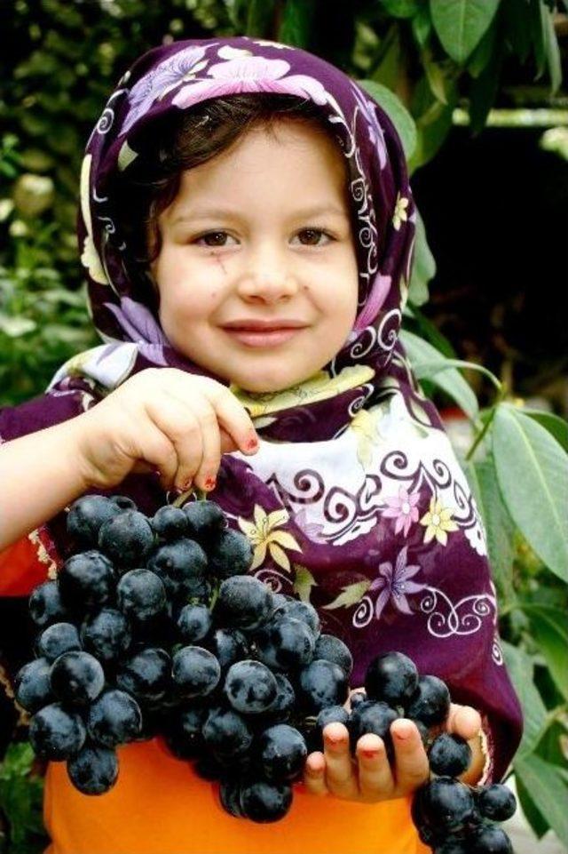 Sarıgöl’de Erken Üzüm Hasadı, Üreticiyi Sevindirdi