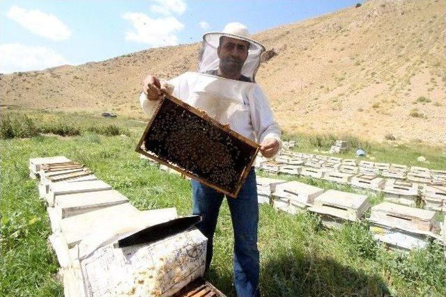 Her Derde Deva Şemdinli Balı Sahte Balların Gölgesinde Kaldı