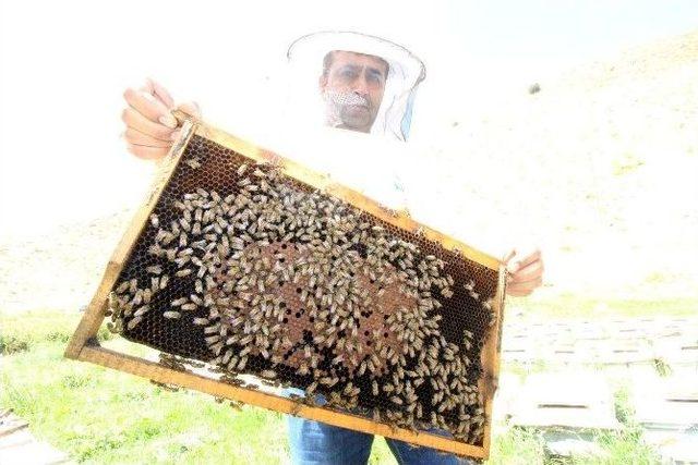 Her Derde Deva Şemdinli Balı Sahte Balların Gölgesinde Kaldı