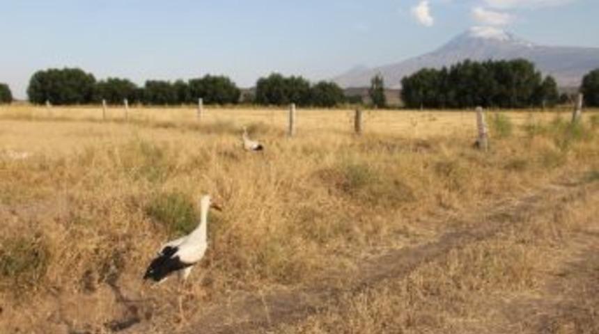 Sağlıklarına Kavuşan Yavru Kuşlar Doğaya Bırakıldı