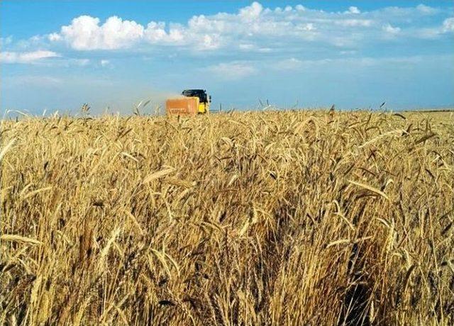 Buğday Hasadı Çiftçinin Yüzünü Güldürdü