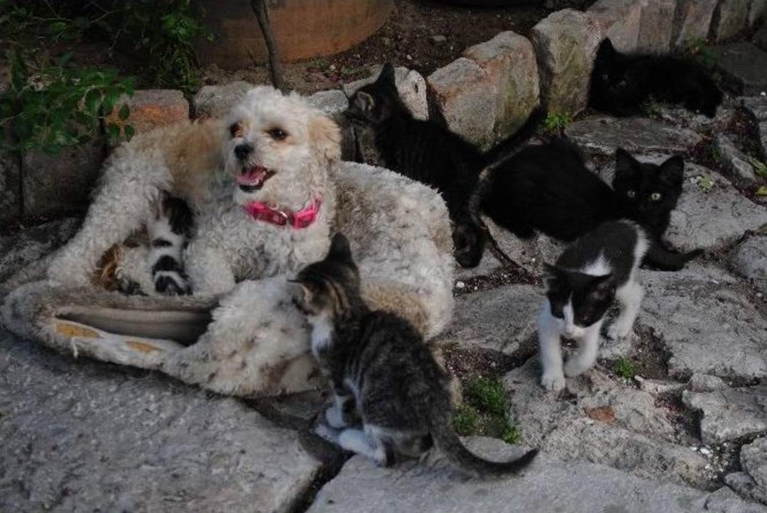 Yavrusu Olmayan K&ouml;pek, Kedilere Annelik Yapıyor