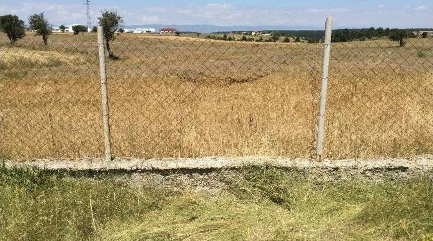 Hırsızlar, İş&ccedil;ilerin Hobi Olarak Beslediği Koyunları &Ccedil;aldı