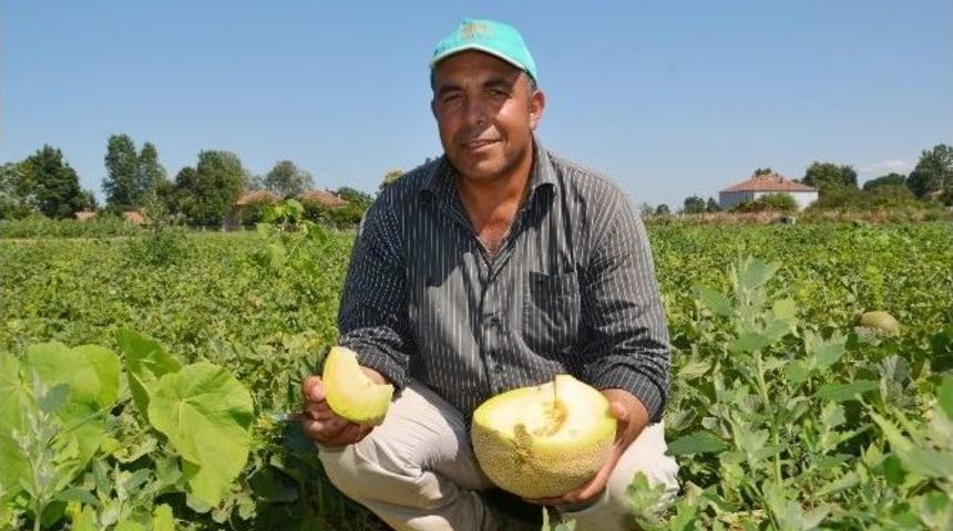 Kavun &Uuml;reticisi Fiyatlardan Şikayet&ccedil;i