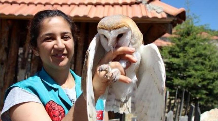 Pe&ccedil;eli Baykuş &Ouml;zg&uuml;rl&uuml;ğe Kanat &Ccedil;ırptı