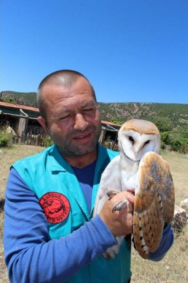 Peçeli Baykuş Özgürlüğe Kanat Çırptı