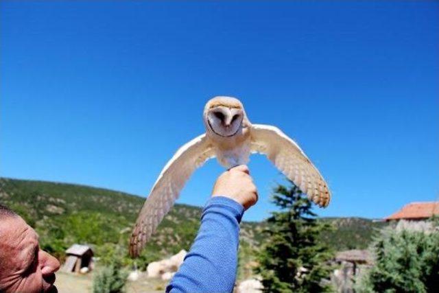 Peçeli Baykuş Özgürlüğe Kanat Çırptı