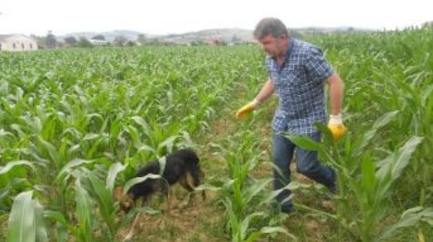 Hasta K&ouml;peğin İmdadına Zabıta Yetişti