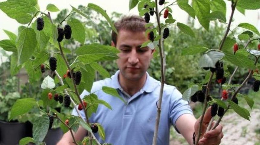 Avustralya Karadutu Erzurum'da Yetiştiriliyor