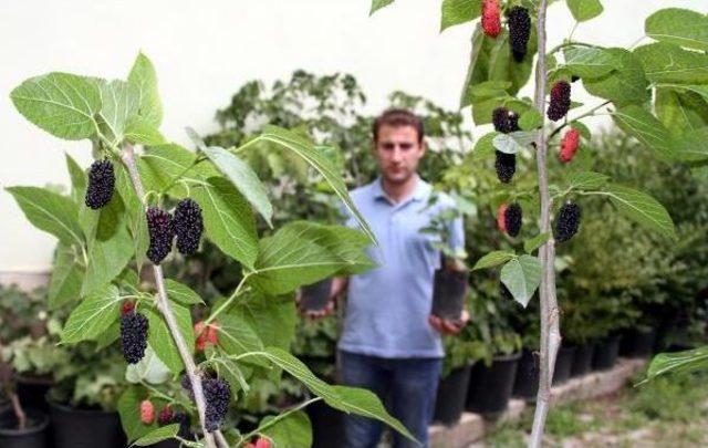 Avustralya Karadutu Erzurum'da Yetiştiriliyor