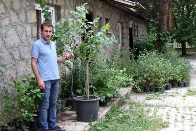 Avustralya Karadutu Erzurum'da Yetiştiriliyor