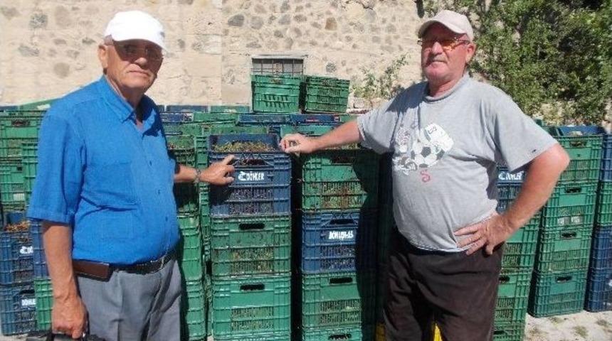 Niğde&rsquo;de Vişne Hasadı Başladı