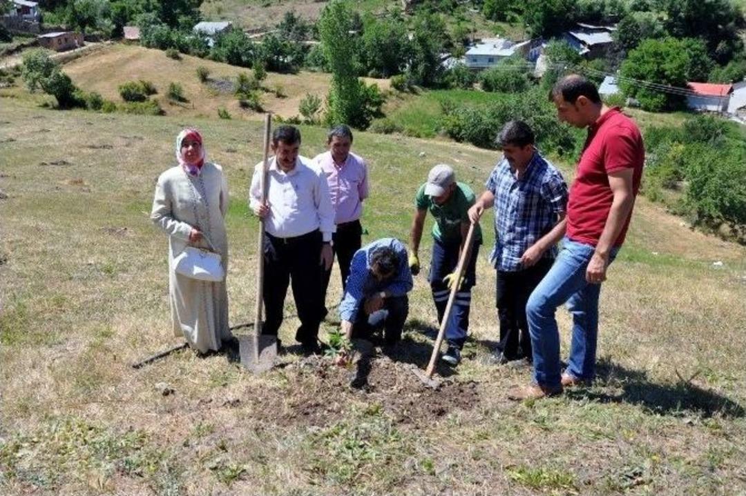 G&uuml;m&uuml;şhane&rsquo;de Ceviz Fidanları Toprakla Buluştu