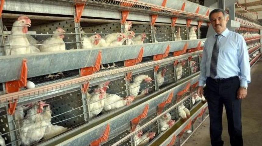 &Uuml;niversitede Tavukların Yumurtlama Performansları &Ouml;l&ccedil;&uuml;l&uuml;yor