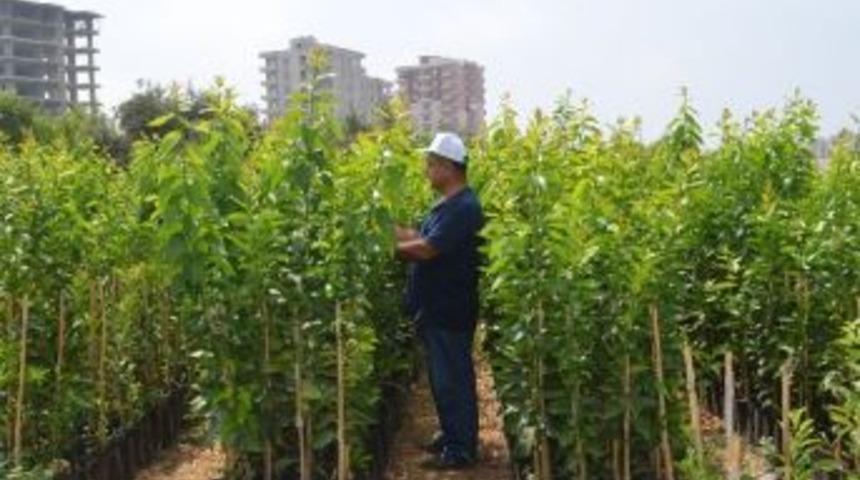 Ezo&rsquo;nun Sertifikalı Fidanları Satışa Hazır