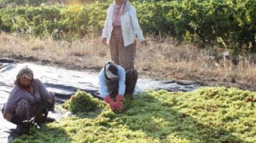 Alaşehir&rsquo;de &Uuml;z&uuml;m İş&ccedil;i &Uuml;cretlerine Y&uuml;zde 10 Zam