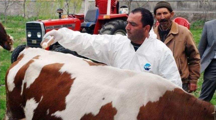 &Ccedil;orum&rsquo;da Kene İle M&uuml;cadele &Ccedil;alışmaları Devam Ediyor
