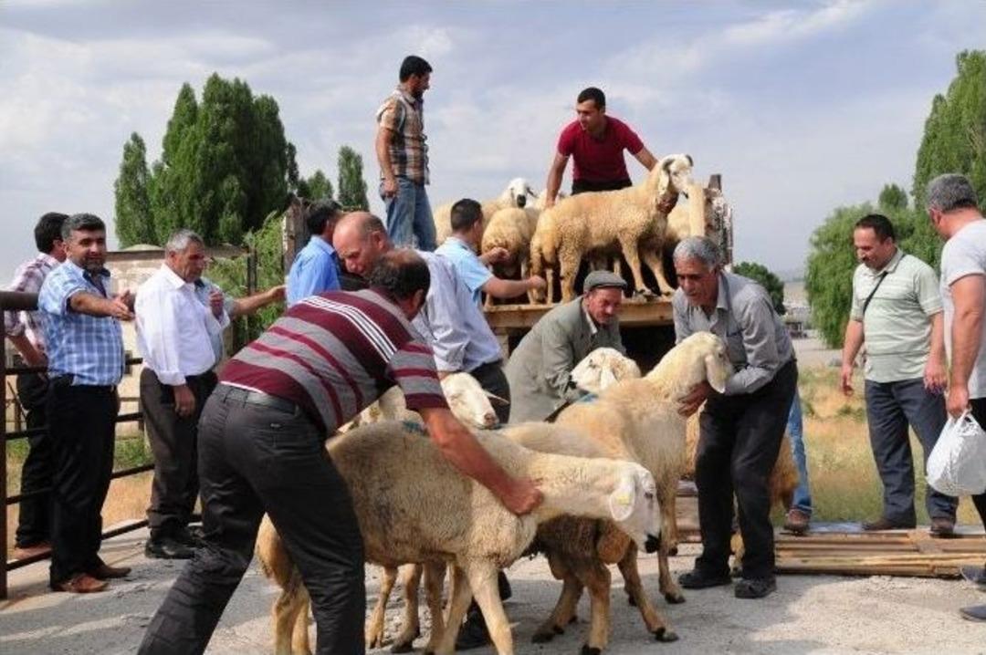 Van&rsquo;da &Ccedil;ift&ccedil;ilere Damızlık Ko&ccedil; Dağıtımı