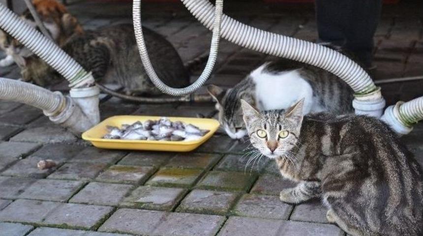 Balık&ccedil;ının &Ouml;n&uuml;nde Bekleyen Kediler, Her G&uuml;n Ziyafet &Ccedil;ekiyor