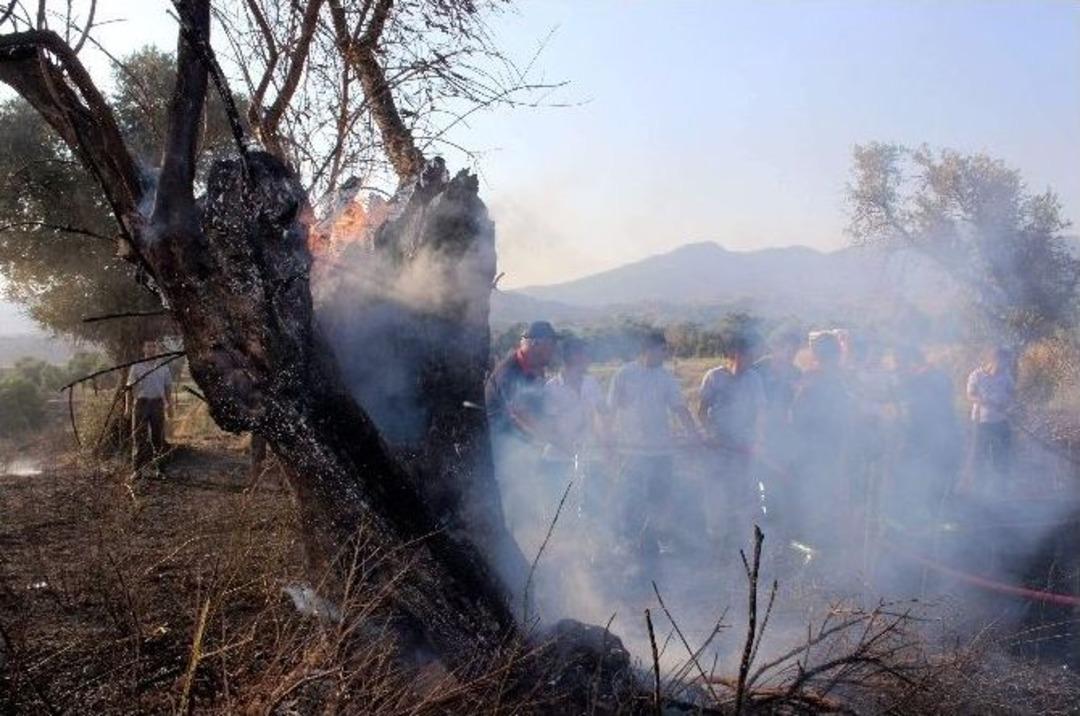 Mehmet&ccedil;ik Antik Kent Ve Zeytinler İ&ccedil;in Seferber Oldu
