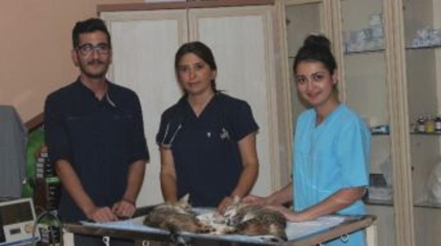 Adana&rsquo;da Kedi Ve K&ouml;pekler Kısırlaştırılıyor