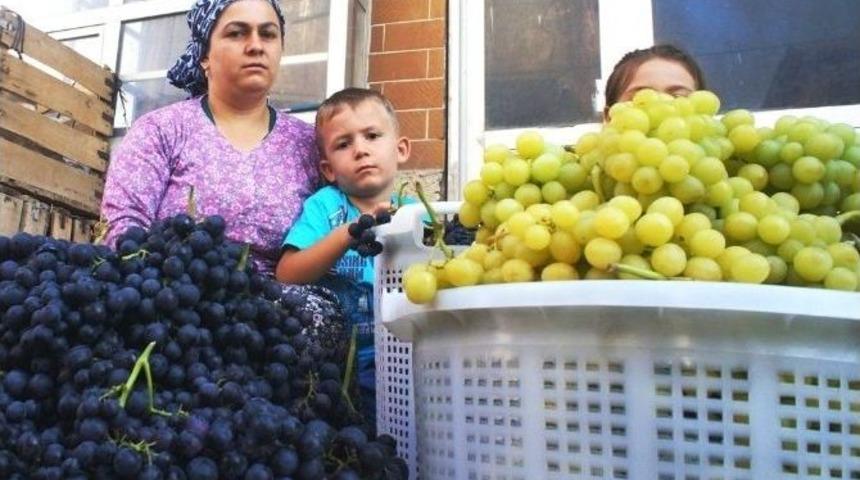 Dalından Pazara Taze &Uuml;z&uuml;m