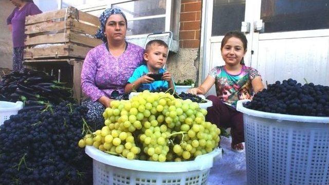 Dalından Pazara Taze Üzüm