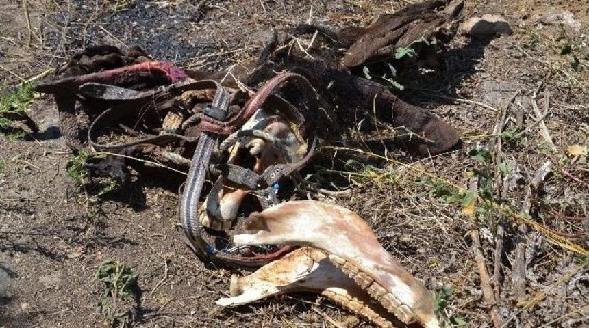 Kuyucak&rsquo;ta Bulunan At Uzuvları Halkı Tedirgin Etti