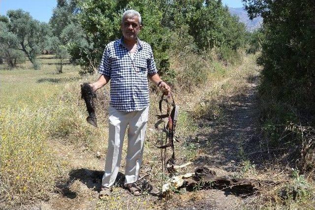 Kuyucak&rsquo;ta Bulunan At Uzuvları Halkı Tedirgin Etti 1