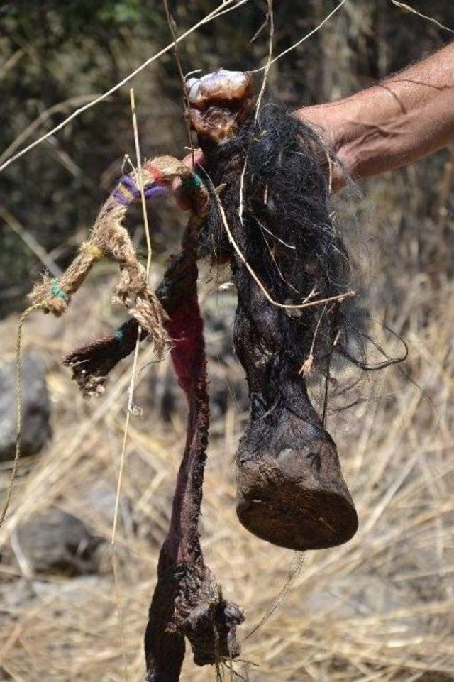 Kuyucak&rsquo;ta Bulunan At Uzuvları Halkı Tedirgin Etti 2