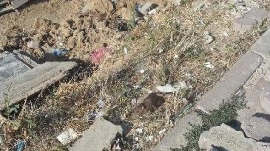 &Ccedil;erkezk&ouml;y&rsquo;de Fare Paniği