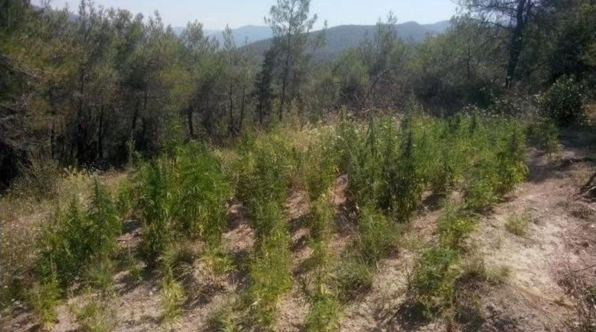 Bilecik&rsquo;te Hint Keneviri Operasyonu