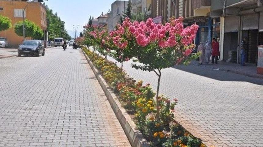 Yaz G&uuml;zeli Oya Ağacı İl&ccedil;eyi S&uuml;sledi