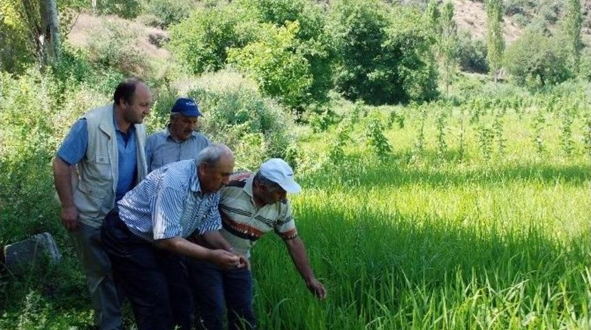 Tosya Pirinci Hastalık Tehlikesi İle Karşı Karşıya